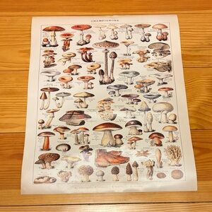 Vintage Mushroom Art Print I accept offers